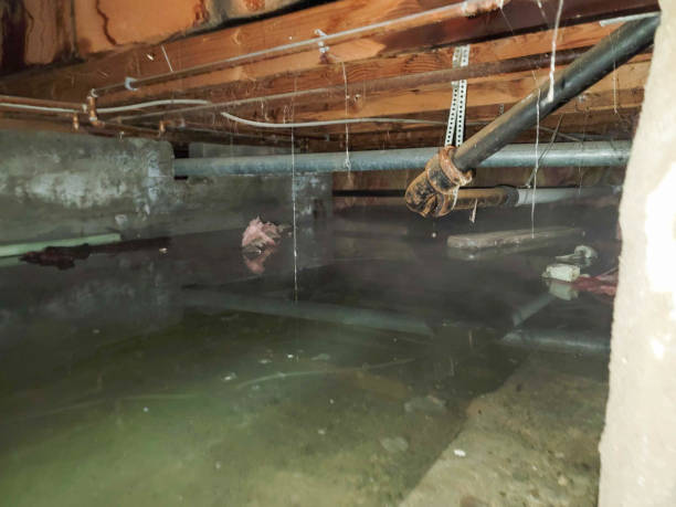 Best Flood damage cleanup  in Belmont, NC